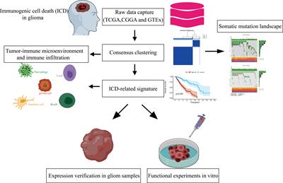 Classification related to immunogenic cell death predicts prognosis, immune microenvironment characteristics, and response to immunotherapy in lower-grade gliomas